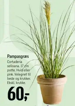 Føtex Pampasgræs tilbud