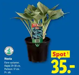 Lidl Hosta tilbud