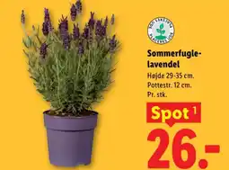 Lidl Sommerfugle- lavendel tilbud