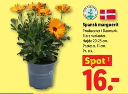 Lidl Spansk marguerit tilbud