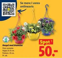 Lidl Ampel med blomster tilbud