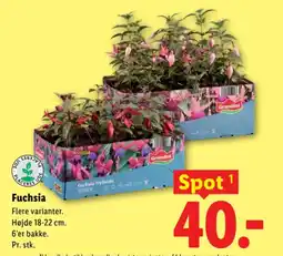 Lidl Fuchsia tilbud