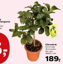 Kvickly Citrustræ tilbud