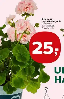Kvickly Dronning Ingrid Pelargonia tilbud