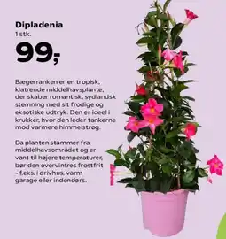 Kvickly Dipladenia tilbud