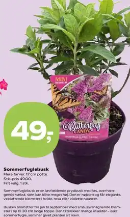 Kvickly Sommerfuglebusk tilbud