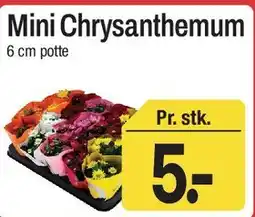 ABC Lavpris Mini Chrysanthemum tilbud
