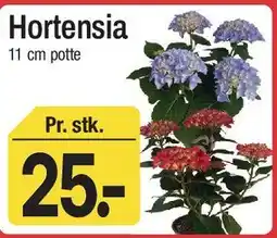ABC Lavpris Hortensia tilbud