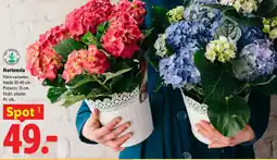 Lidl Hortensia tilbud