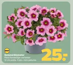 Netto Sommerblomster tilbud