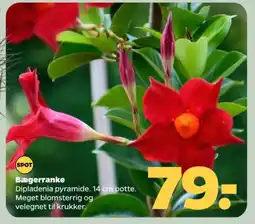 Netto Bægerranke tilbud