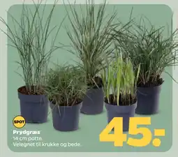 Netto Prydgræs tilbud