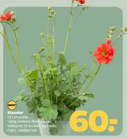 Netto Stauder tilbud