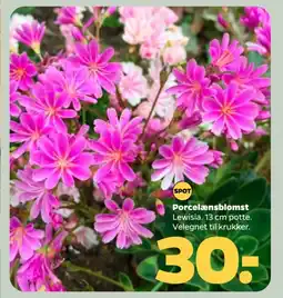 Netto Porcelænsblomst tilbud