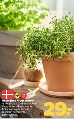 Netto Økologiske krydderurter tilbud