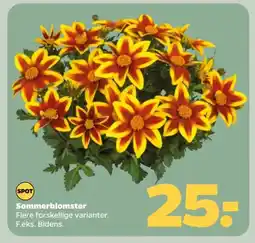Netto Sommerblomster tilbud