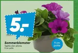 Bilka Sommerblomster tilbud