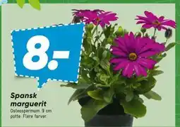 Bilka Spansk marguerit tilbud