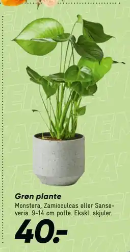 Bilka Grøn plante tilbud