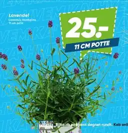 Bilka Lavendel tilbud