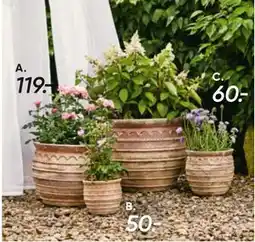 Bilka Roser i blomst. 19 cm potte tilbud