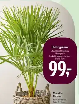 Føtex Dværgpalme tilbud