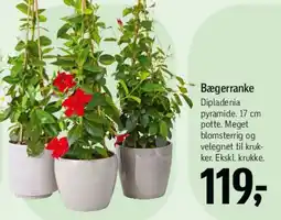 Føtex Bægerkranke (Dipladenia pyramide) tilbud