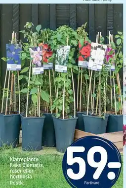 REMA 1000 Klatreplante F.eks Clematis, roser eller hortensia tilbud