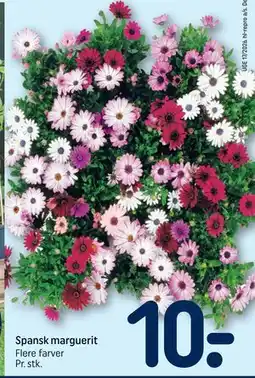 REMA 1000 Spansk marguerit tilbud