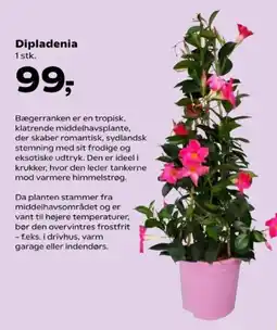 Kvickly Dipladenia tilbud