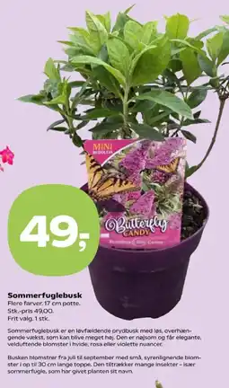 Kvickly Sommerfuglebusk tilbud