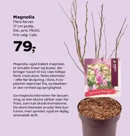 Kvickly Magnolia tilbud