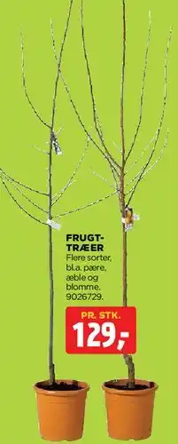 jem & fix Frugttræer tilbud