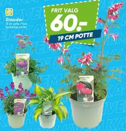 Bilka Stauder (19 cm potte) tilbud