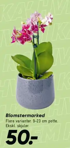 Bilka Blomstermarked (blomster i potte) tilbud