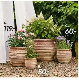 Bilka Potteplanter tilbud
