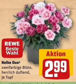 REWE DE Nelke Duo tilbud