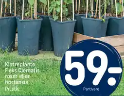 REMA 1000 Klatreplante (prisdetalje) tilbud