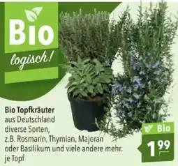 Citti Bio Topfkräuter tilbud