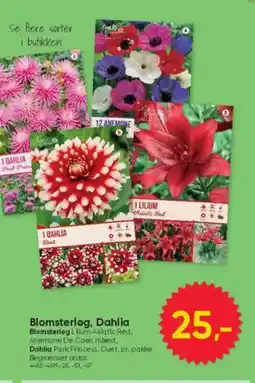 BigDollar Blomsterløg, Dahlia tilbud