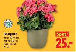 Lidl Pelargonie tilbud