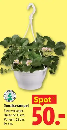 Lidl Jordbærampel tilbud