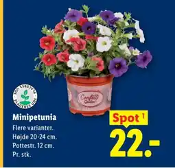 Lidl Minipetunia tilbud