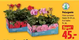 Lidl Pelargonie tilbud