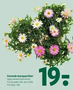 Coop 365 Farvede margueritter tilbud