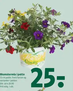 Coop 365 Blomstermix i potte tilbud
