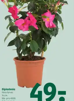 Coop 365 Dipladenia tilbud