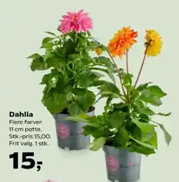 SuperBrugsen Dahlia tilbud