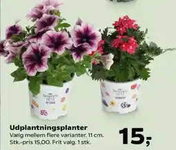 SuperBrugsen Udplantningsplanter tilbud