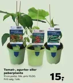 SuperBrugsen Tomat-, agurke- eller peberplante tilbud